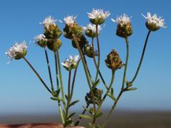 Phyllopodium pumilum