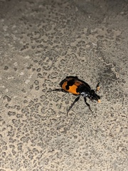 Nicrophorus olidus