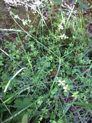 Galium propinquum
