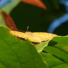 Phalanta phalantha phalantha