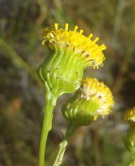 Senecio paniculatus