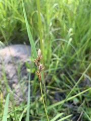 Carex siccata