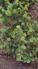 Magnoliopsida