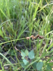 Carex siccata