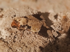 Condica cupentia