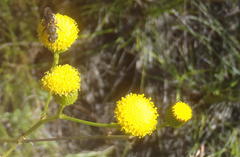 Senecio paniculatus