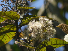 Strobocalyx arborea