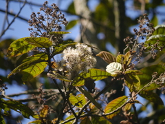 Strobocalyx arborea