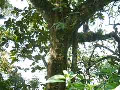Strobocalyx arborea