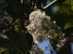 Strobocalyx arborea