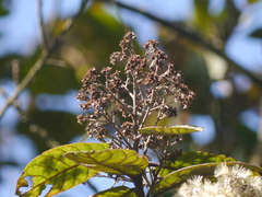 Strobocalyx arborea