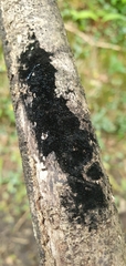 Chaetosphaerella phaeostroma