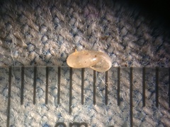 Glyphyalinia