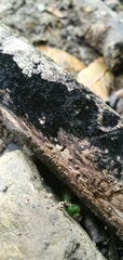 Chaetosphaerella phaeostroma