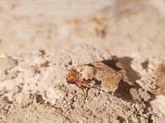 Condica cupentia
