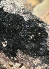 Chaetosphaerella phaeostroma