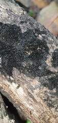 Chaetosphaerella phaeostroma