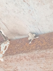 Condica cupentia