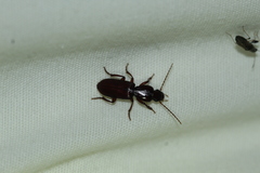 Stenomorphus californicus