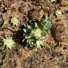 Chthonocephalus pseudevax