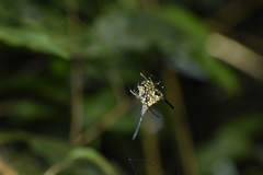 Gasteracantha dalyi