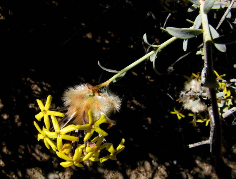 Tankwa Curryflower