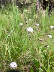 Eriophorum vaginatum vaginatum