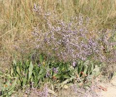 Limonium narbonense