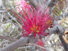 Hakea obtusa