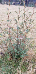 Leptospermum myrtifolium