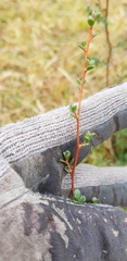 Leptospermum myrtifolium