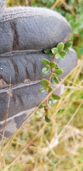 Leptospermum myrtifolium
