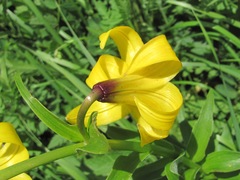 Lilium monadelphum