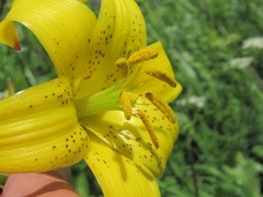 Lilium monadelphum