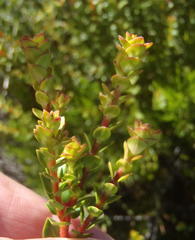 Penaea cneorum cneorum