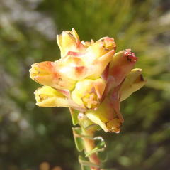 Penaea cneorum cneorum