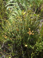 Penaea cneorum cneorum