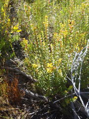 Penaea cneorum cneorum