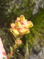 Penaea cneorum cneorum