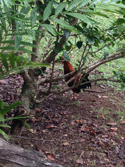 Gallus gallus domesticus