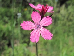 Dianthus capitatus