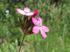 Dianthus capitatus