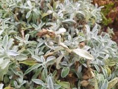 Sideritis raeseri