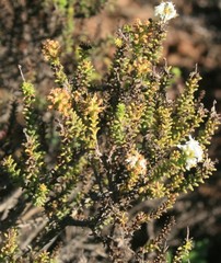 Selago ramosissima