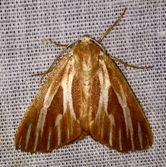 Sabulodes niveostriata