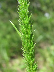 Phleum montanum