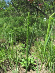 Phleum montanum