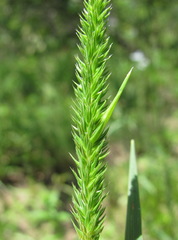 Phleum montanum