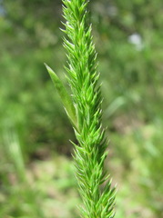 Phleum montanum