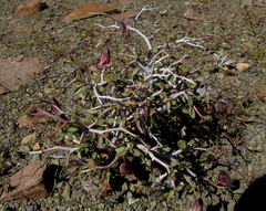 Hermannia spinosa